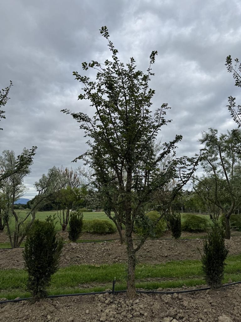Ulmus minor 'Supercork'