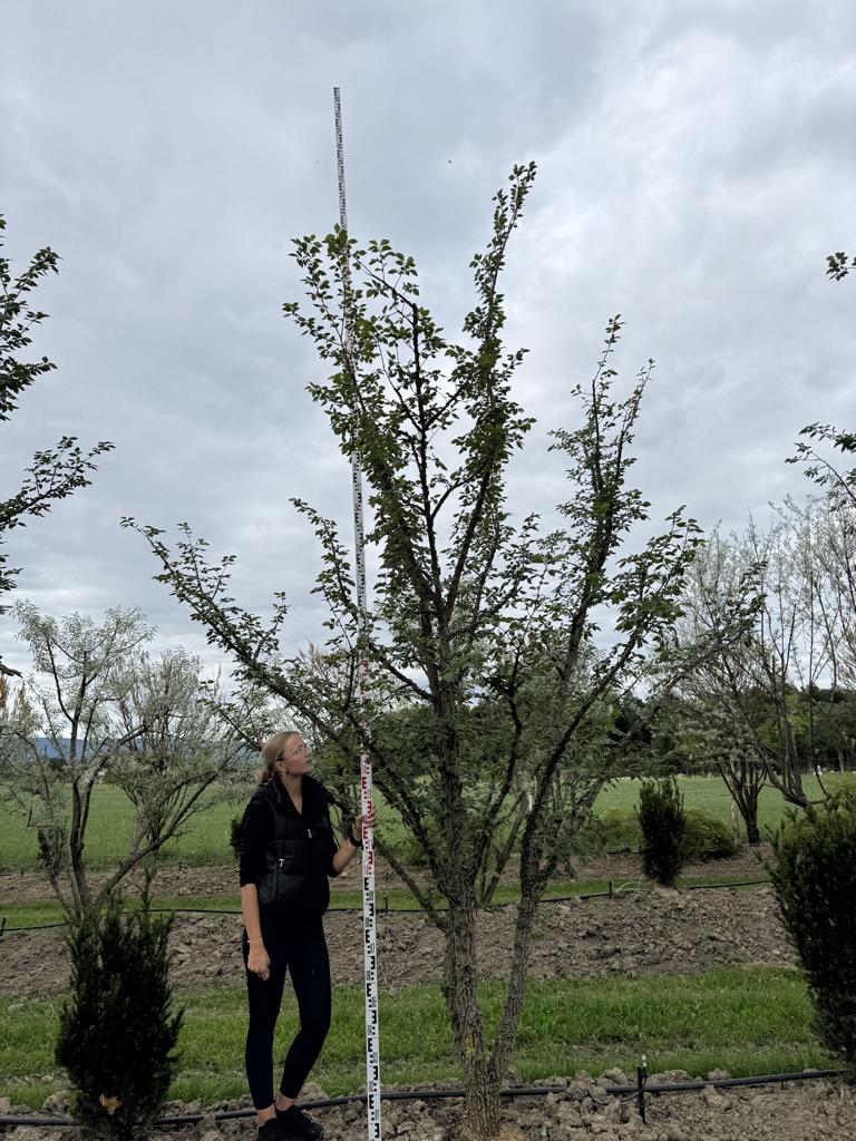Ulmus minor 'Supercork'