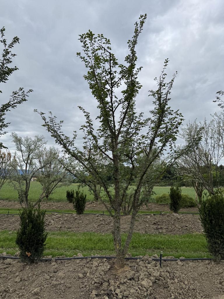 Ulmus minor 'Supercork'