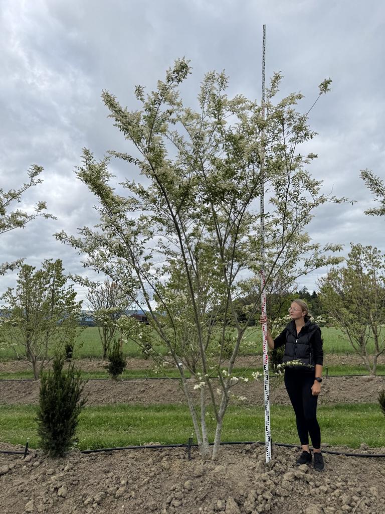 Ligustrum ibota