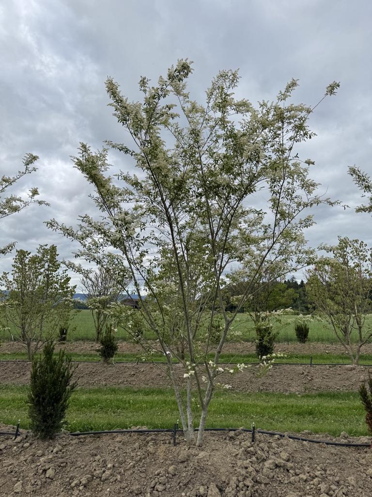 Ligustrum ibota