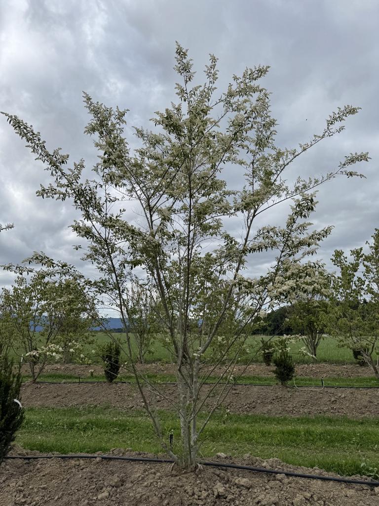 Ligustrum ibota