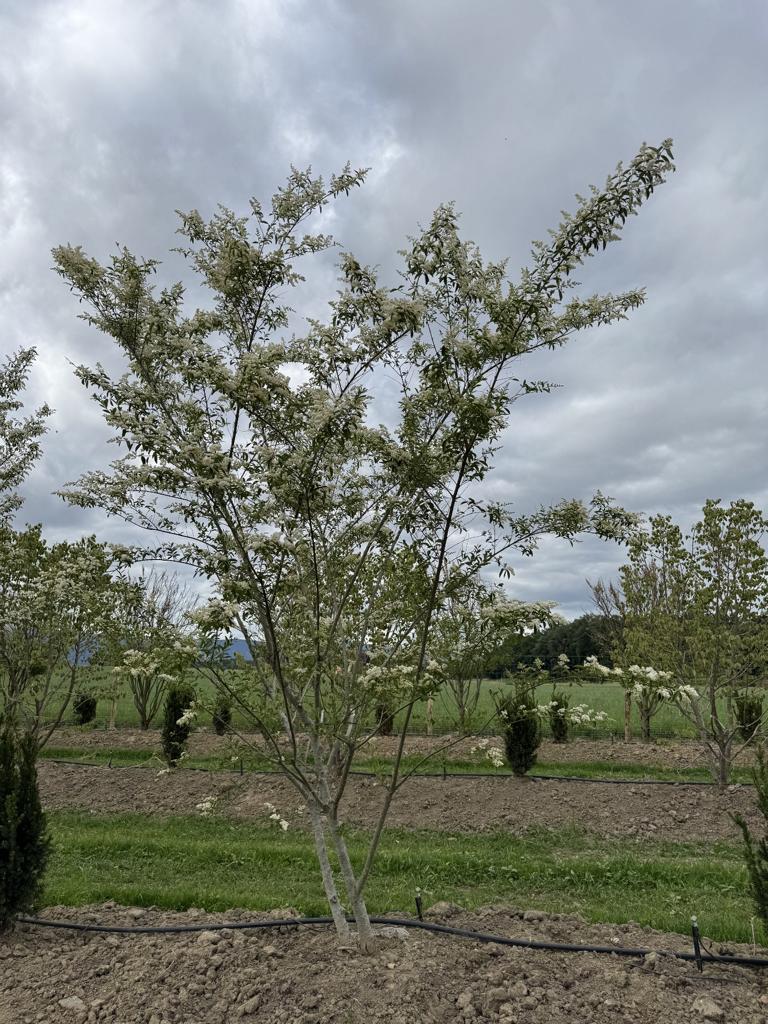 Ligustrum ibota