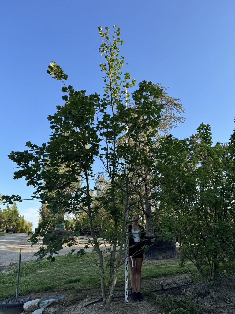 Acer opalus