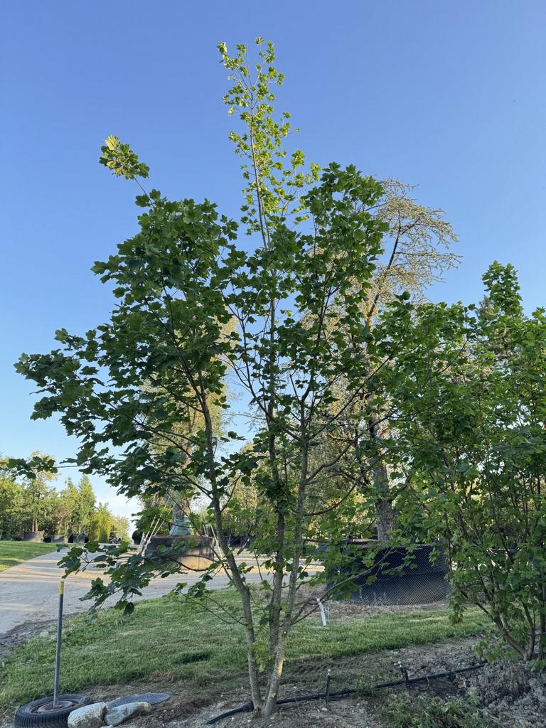 Acer opalus