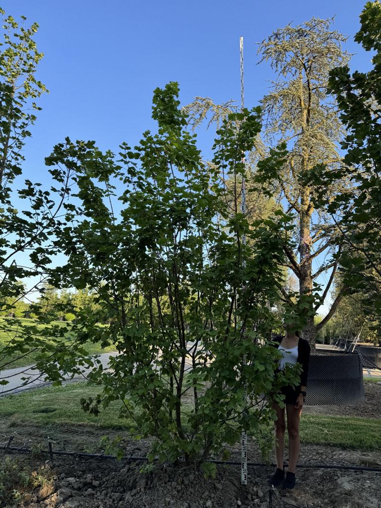 Acer opalus