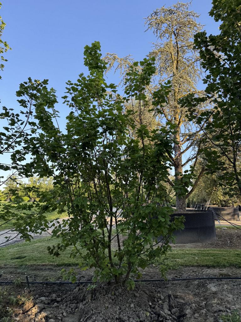 Acer opalus