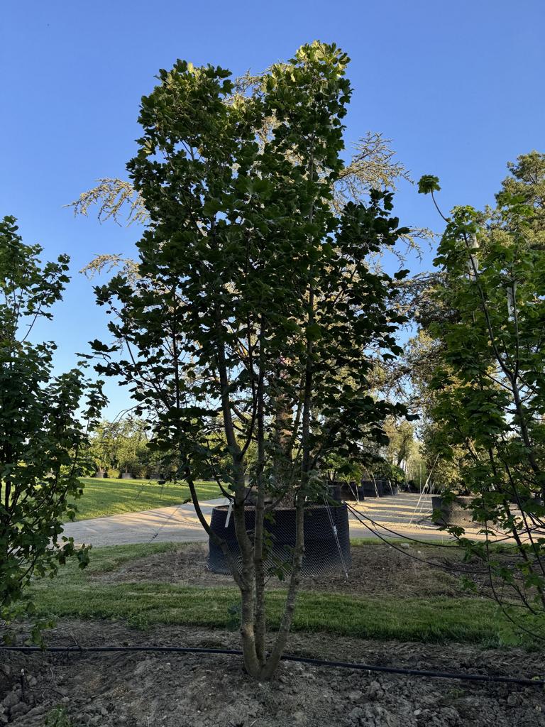 Acer opalus
