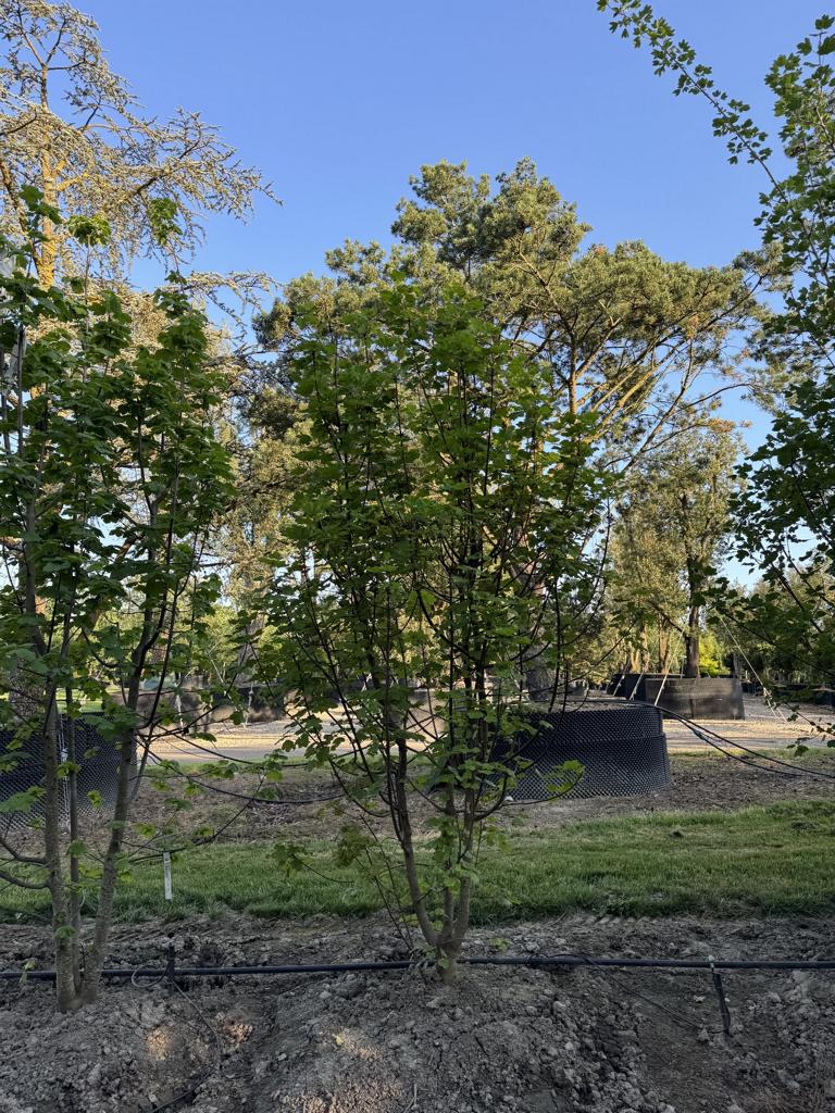 Acer opalus