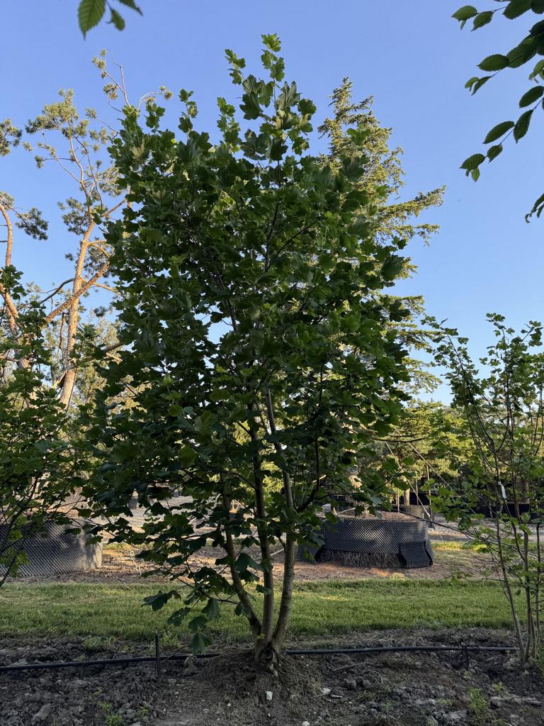 Acer opalus