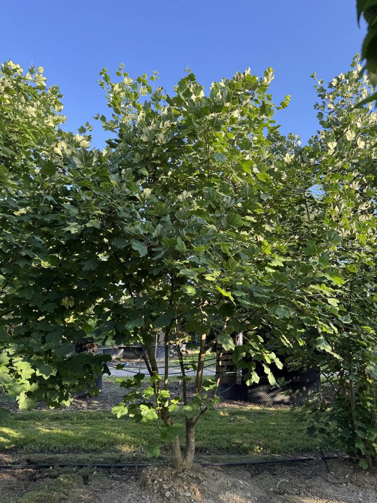Acer opalus