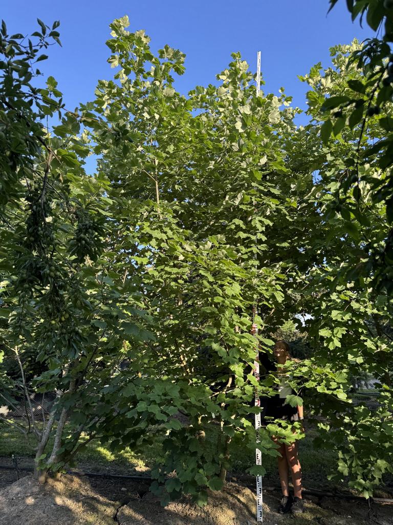 Acer opalus