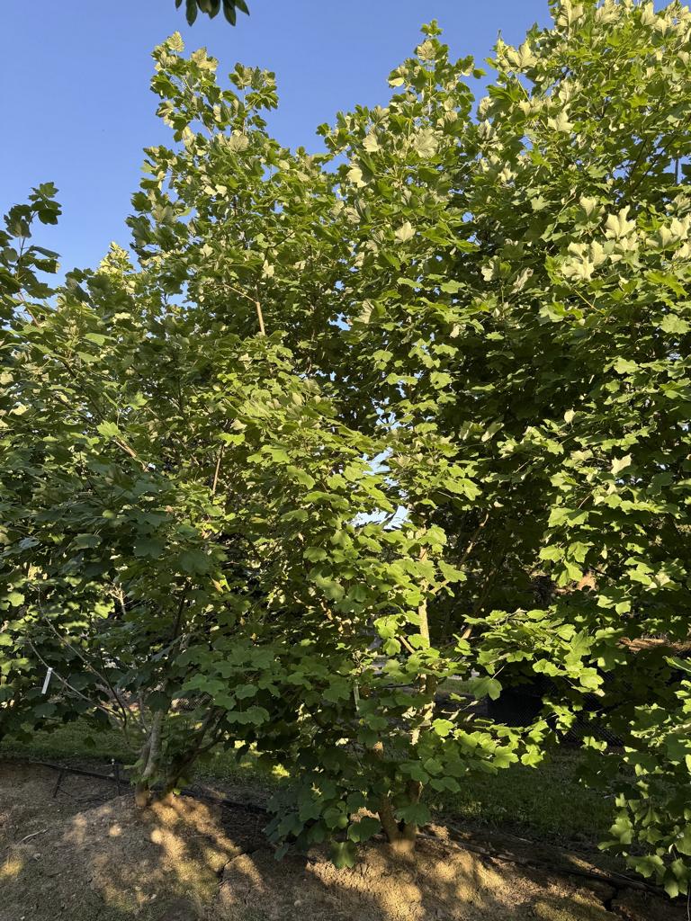 Acer opalus