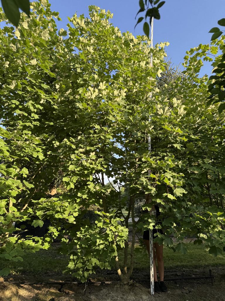 Acer opalus
