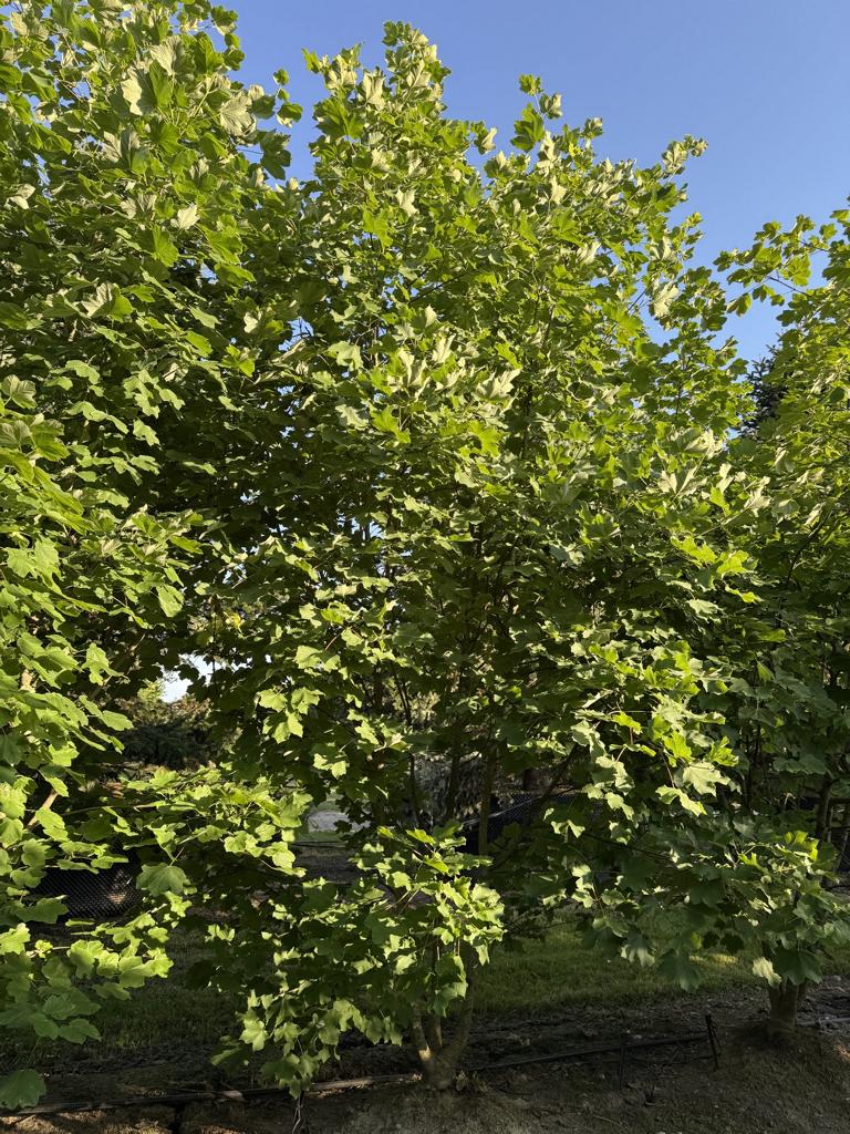 Acer opalus