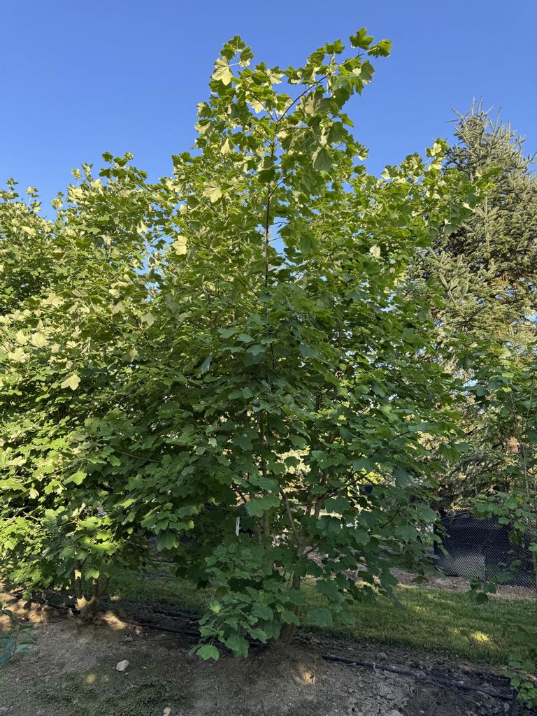 Acer opalus