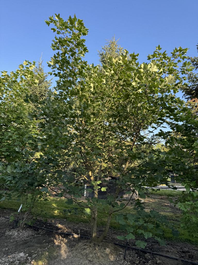 Acer opalus
