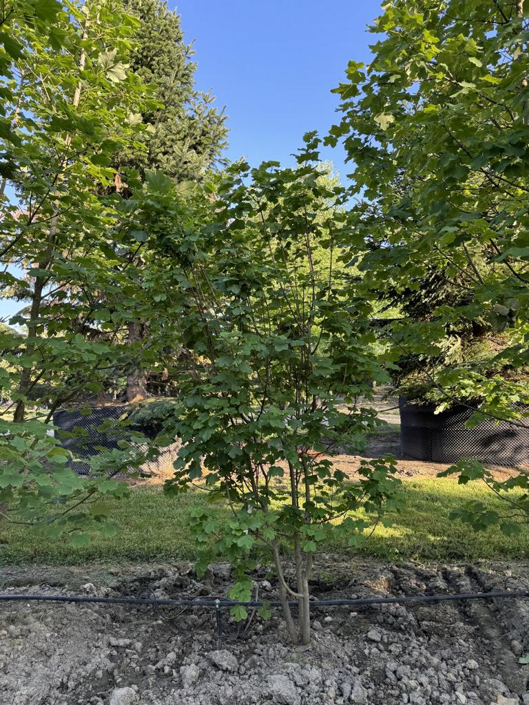 Acer opalus
