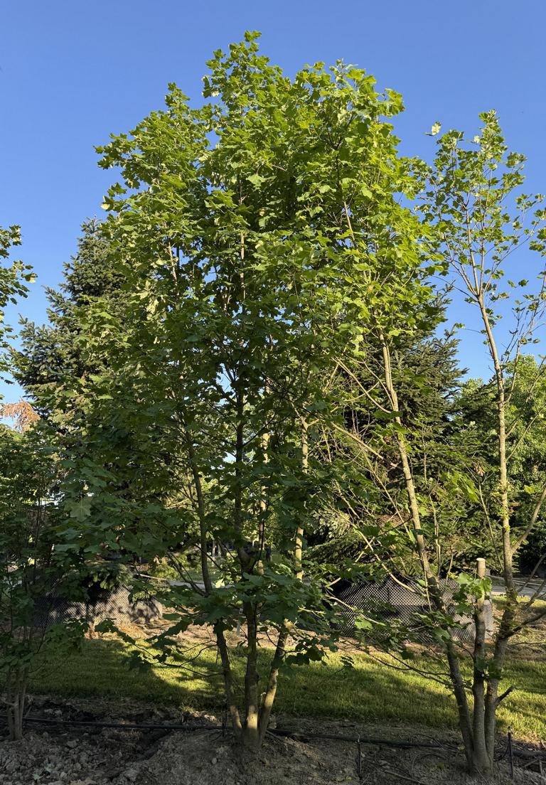 Acer opalus