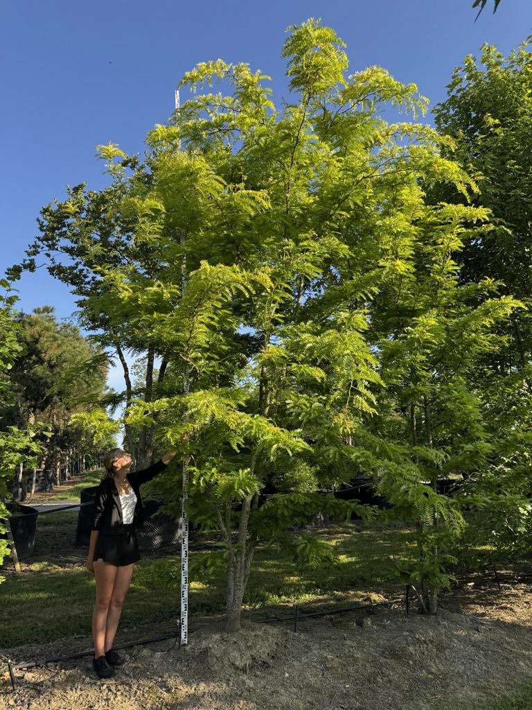 Gleditsia triacanthos 'Sunburst'