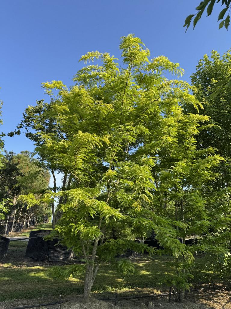 Gleditsia triacanthos 'Sunburst'