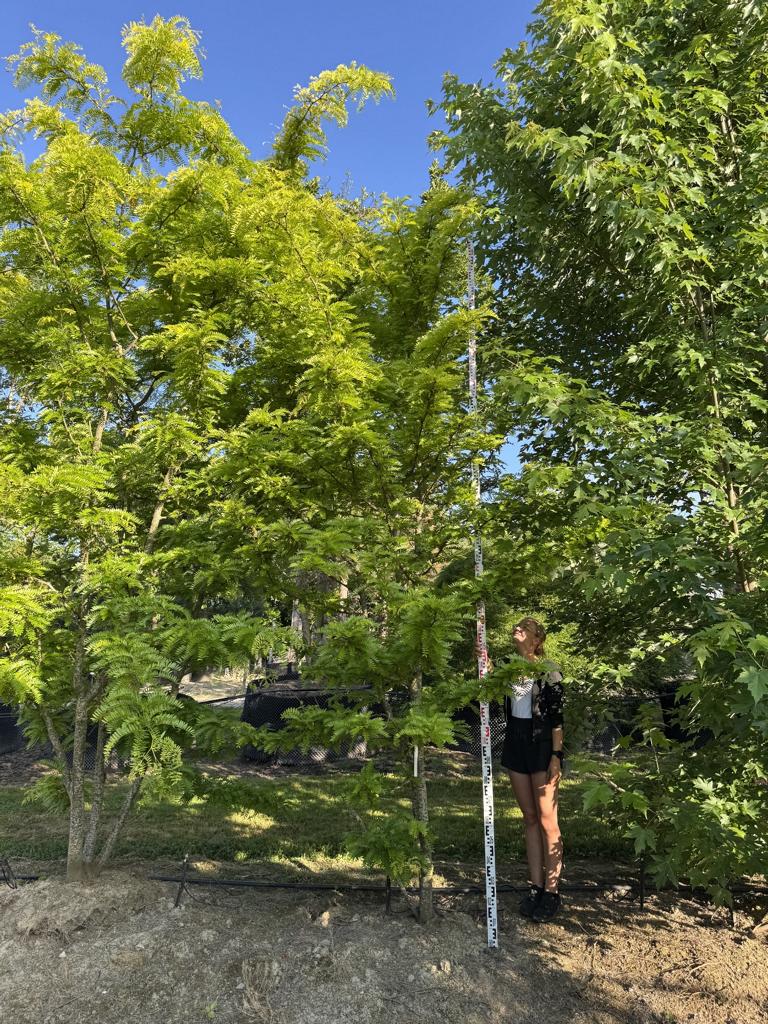 Gleditsia triacanthos 'Sunburst'