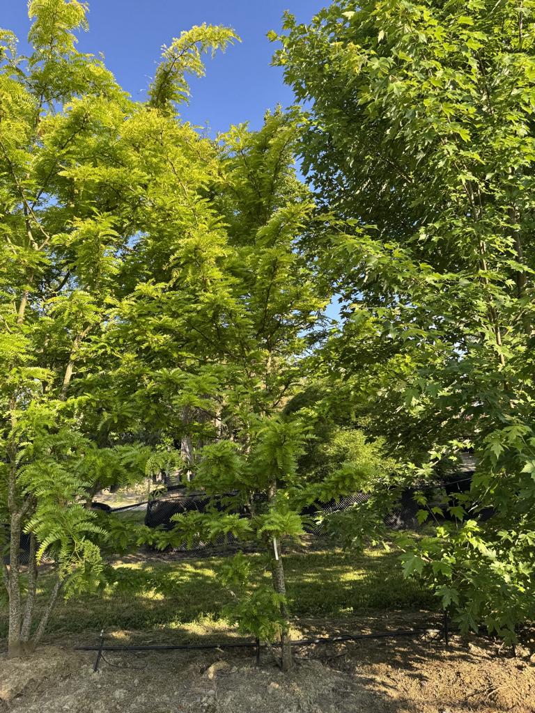 Gleditsia triacanthos 'Sunburst'