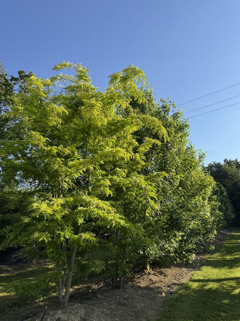 Gleditsia triacanthos 'Sunburst'