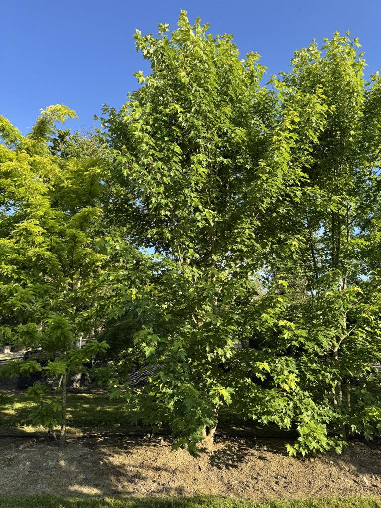 Acer freemanii (x) 'Autumn Blaze'