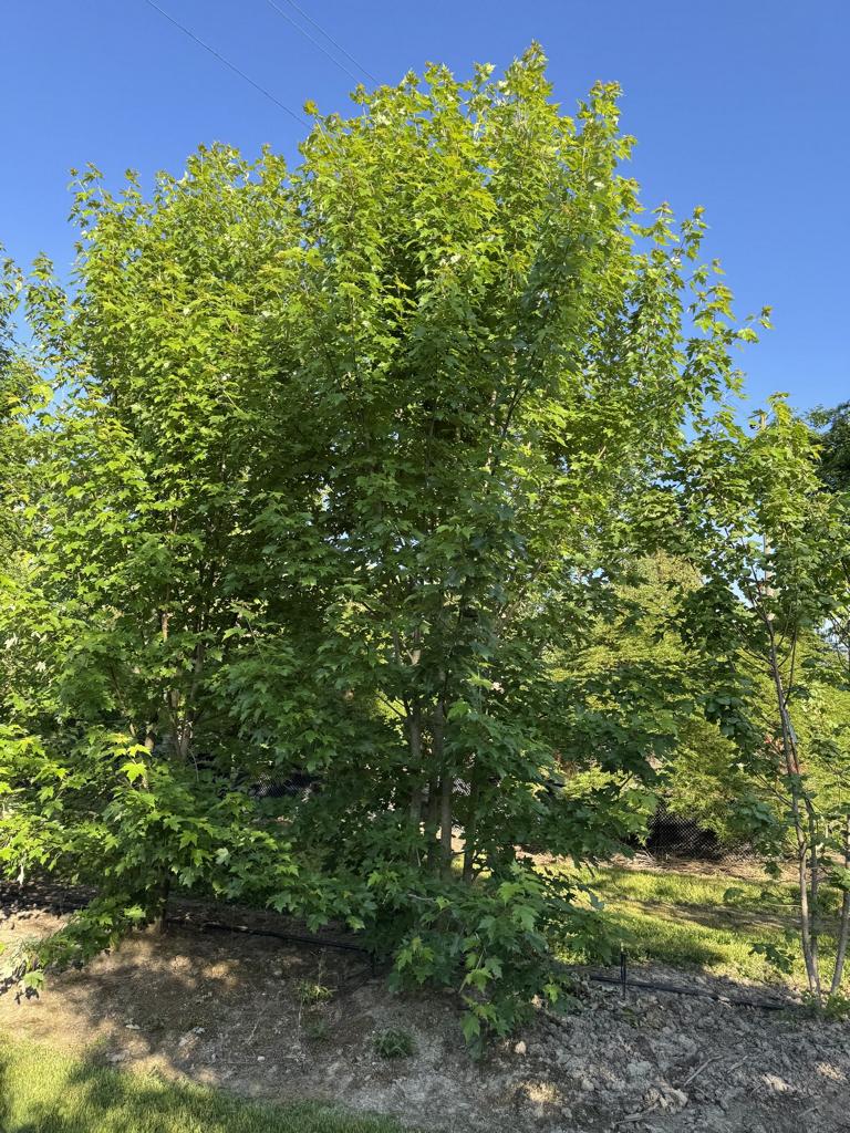 Acer freemanii (x) 'Autumn Blaze'