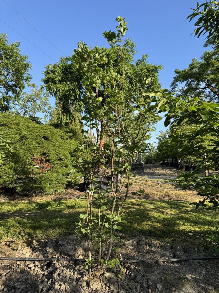 Acer opalus
