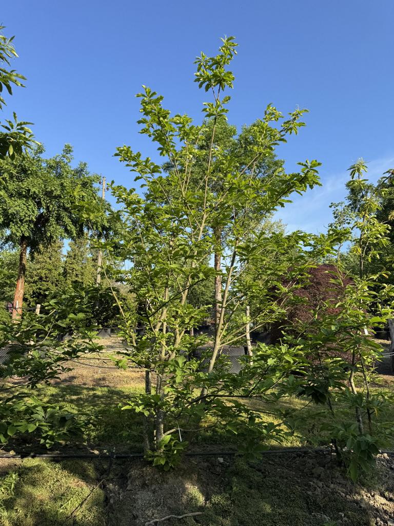 Castanea sativa