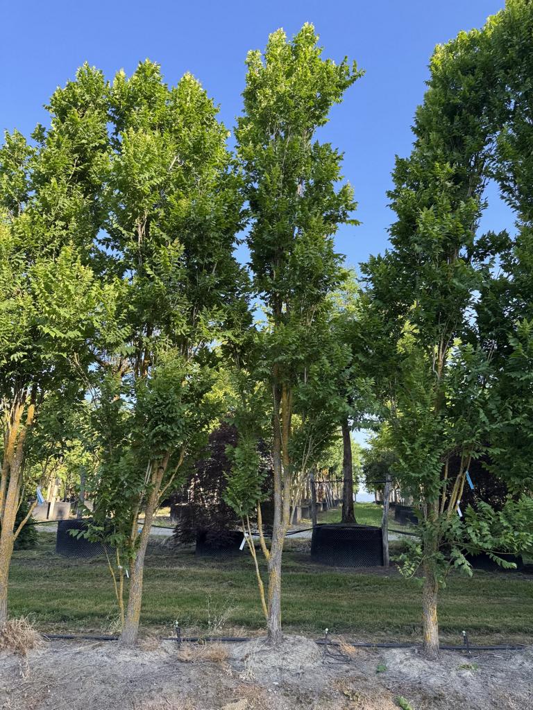 Koelreuteria paniculata 'Fastigiata'