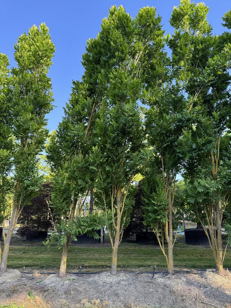 Koelreuteria paniculata 'Fastigiata'