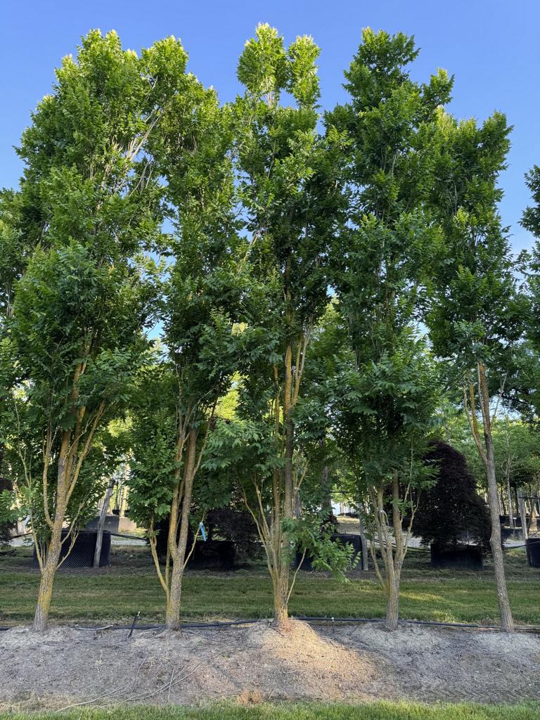Koelreuteria paniculata 'Fastigiata'