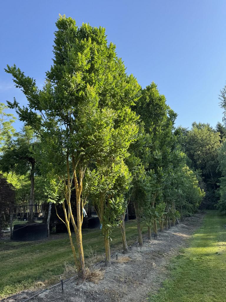 Koelreuteria paniculata 'Fastigiata'
