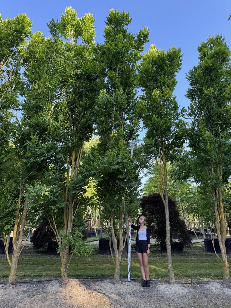 Koelreuteria paniculata 'Fastigiata'
