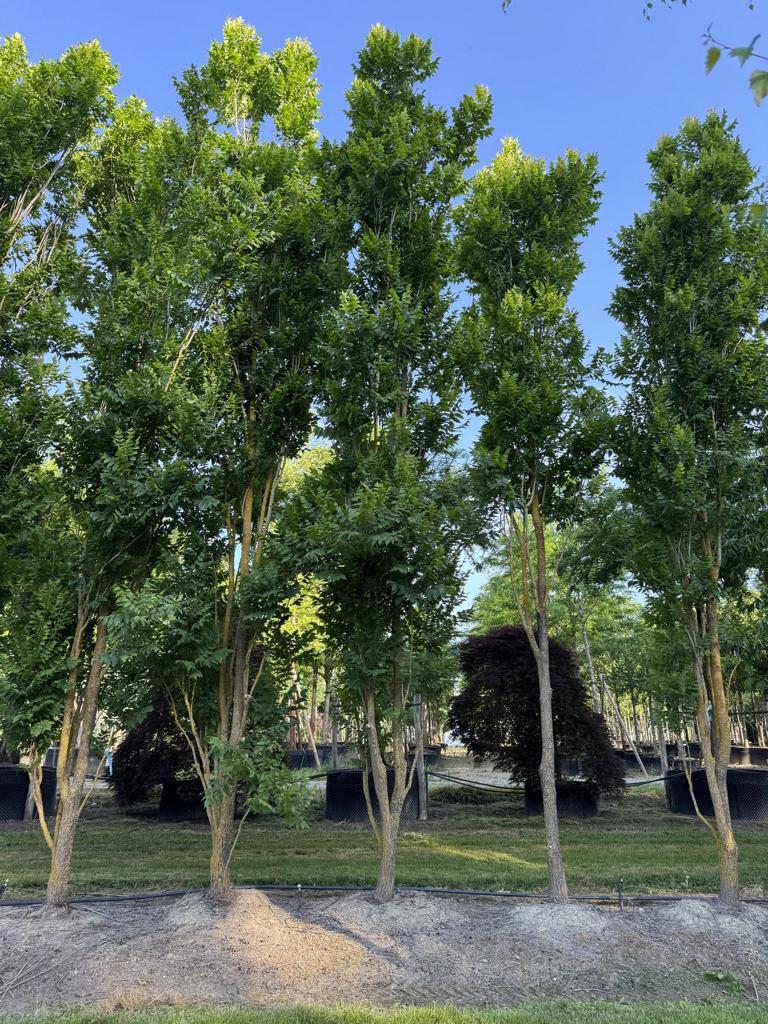 Koelreuteria paniculata 'Fastigiata'