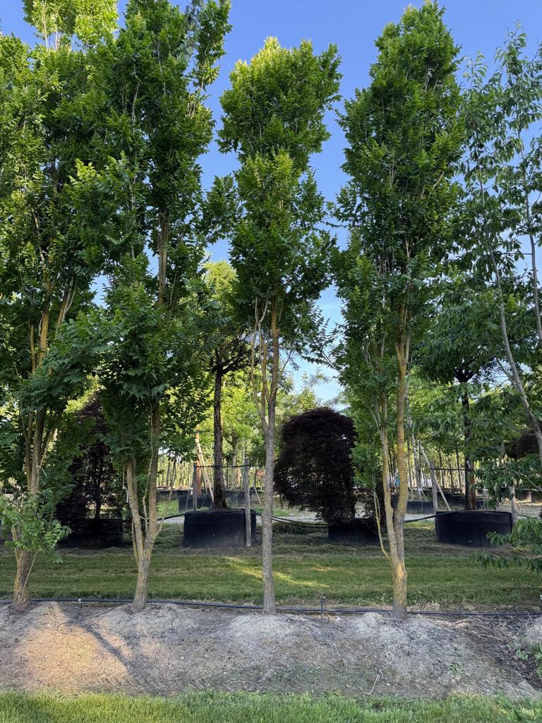 Koelreuteria paniculata 'Fastigiata'