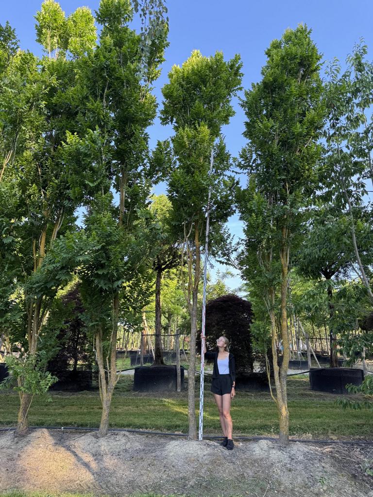 Koelreuteria paniculata 'Fastigiata'