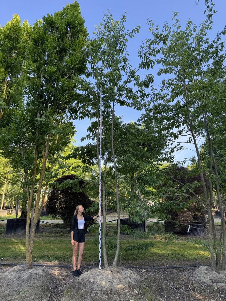 Alnus spaethii (x)