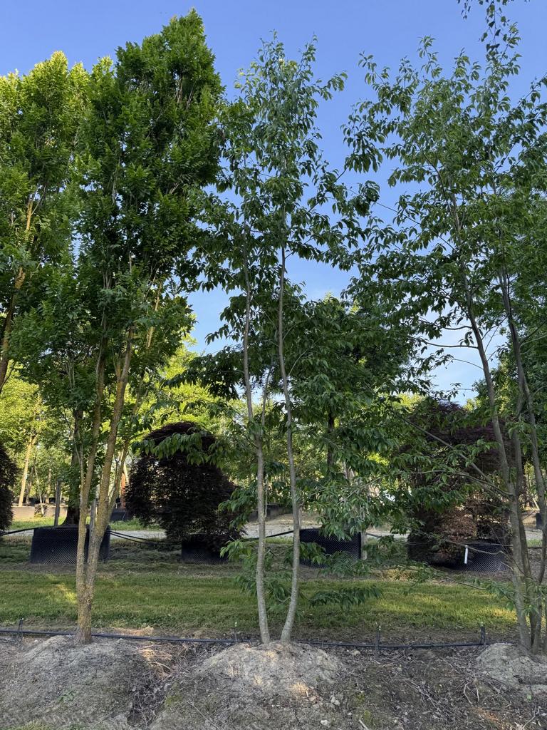 Alnus spaethii (x)