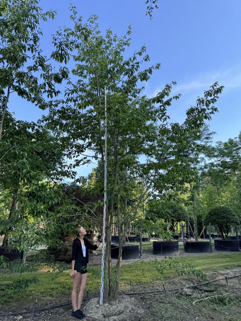 Alnus spaethii (x)