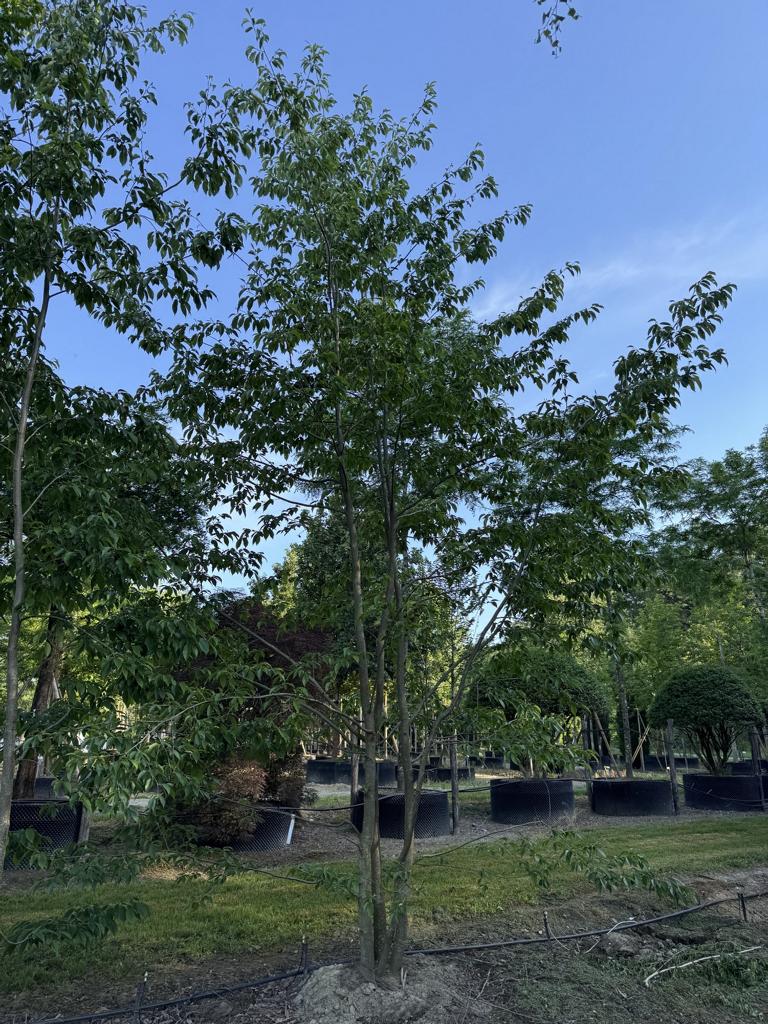 Alnus spaethii (x)