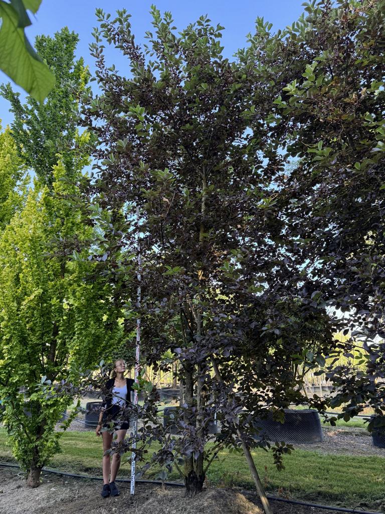 Prunus virginiana 'Shubert'