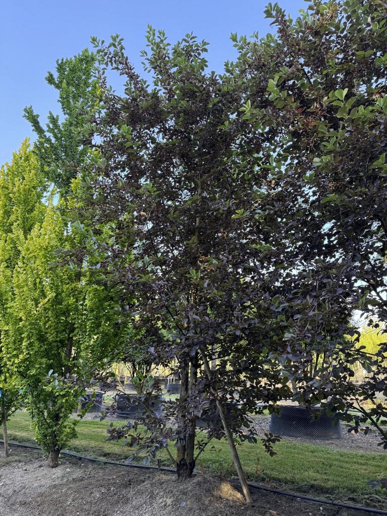 Prunus virginiana 'Shubert'