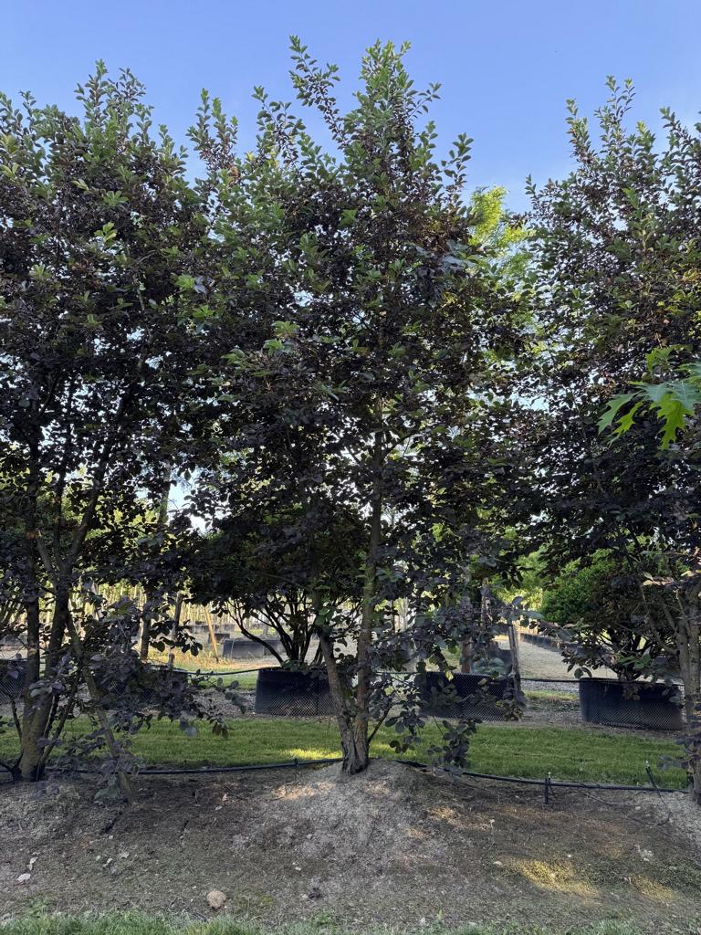 Prunus virginiana 'Shubert'