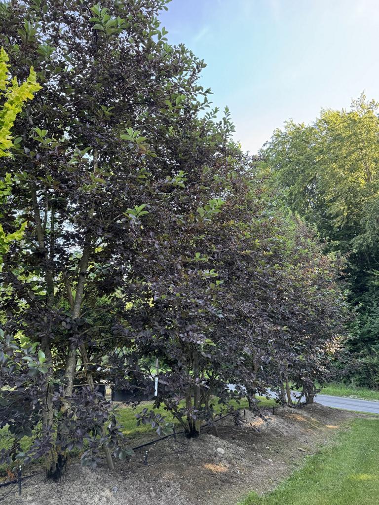 Prunus virginiana 'Shubert'