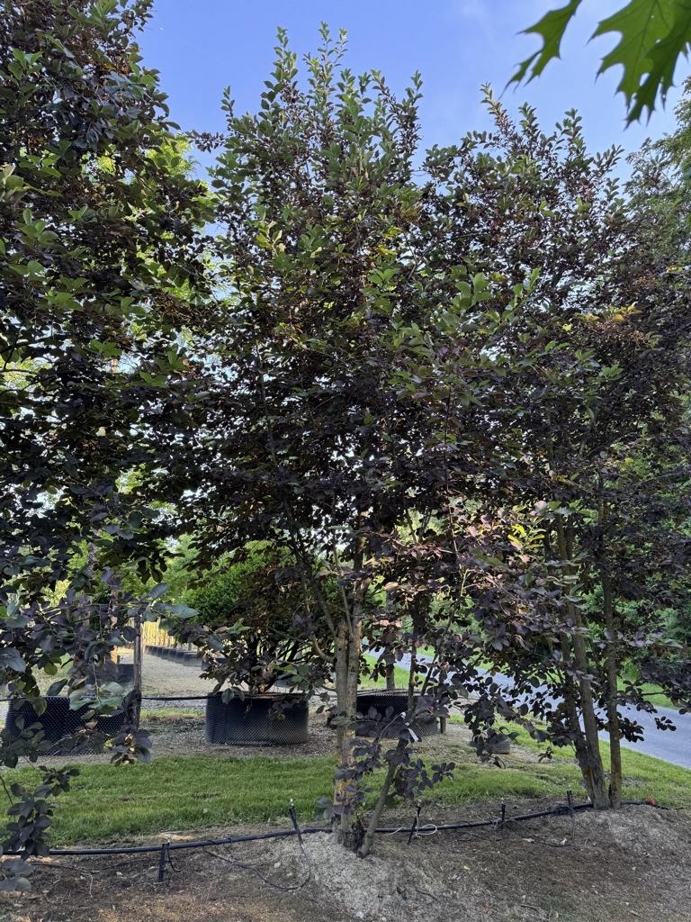Prunus virginiana 'Shubert'