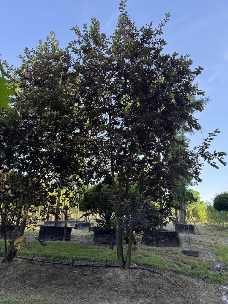 Prunus virginiana 'Shubert'